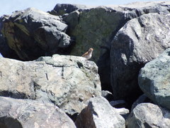 Melospiza melodia image