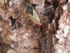 Dysdercus ruficollis