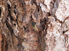 Dysdercus ruficollis