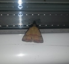 Phytometra viridaria