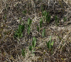 Allium ochotense