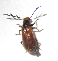 Enopliinae