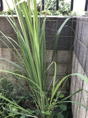 Cymbopogon nardus