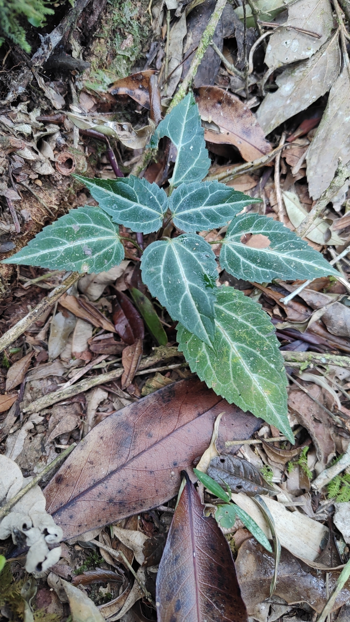 Mikania hemisphaerica