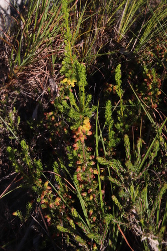 Image of Erica blandfordia by (c) Tony Rebelo, some rights reserved (CC BY-SA)
