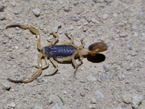 Brazilian Yellow Scorpion