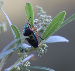 Calidea dregii