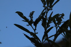 Calidea dregii