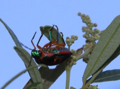 Calidea dregii