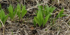Allium ochotense