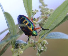 Calidea dregii