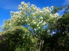 Montanoa leucantha