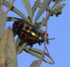 Calidea dregii