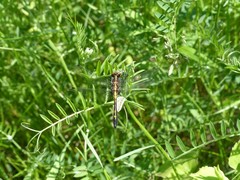 Leucorrhinia intacta