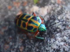 Calidea dregii