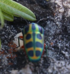 Calidea dregii