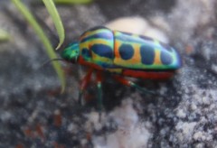 Calidea dregii