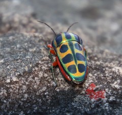 Calidea dregii