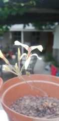 Pelargonium pallidoflavum