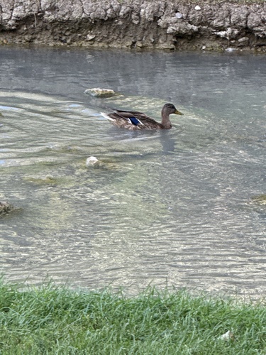 iNaturalist observation 2025-08-22