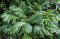 Pentaclethra macroloba