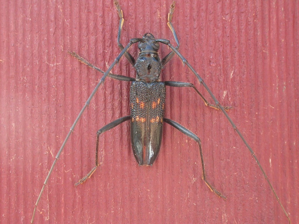 Phora obscura