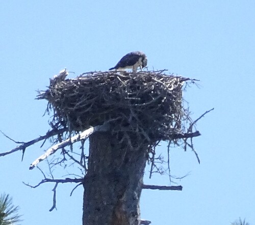 iNaturalist observation photo of Osprey