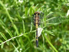 Leucorrhinia intacta
