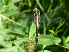 Leucorrhinia intacta