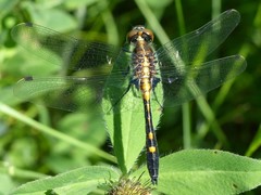 Leucorrhinia intacta