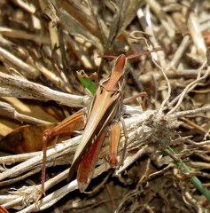 Froggattina australis