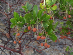 Arctostaphylos insularis