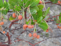 Arctostaphylos insularis
