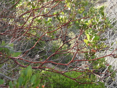 Arctostaphylos insularis