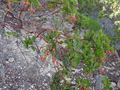 Arctostaphylos insularis