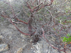 Arctostaphylos insularis