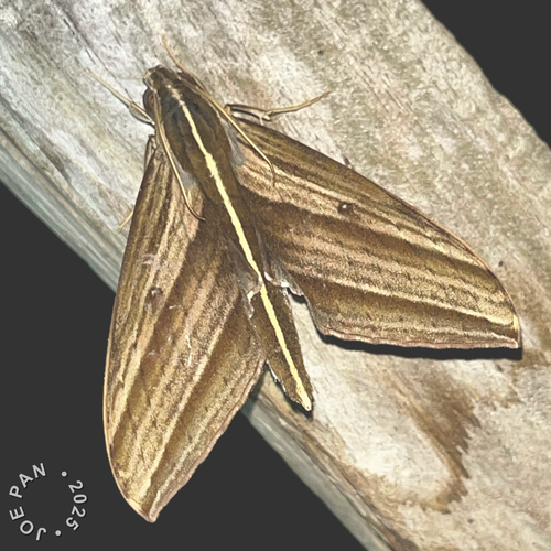 Large banded hawkmoth