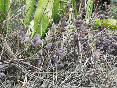 Kalanchoe fedtschenkoi image