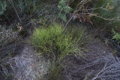 Thesium paniculatum