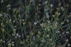 Thesium paniculatum