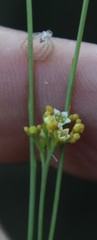 Thesium paniculatum