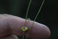 Thesium paniculatum