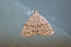 Zanclognatha dentata