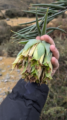 Bomarea involucrosa (Bomarea involucrosa)