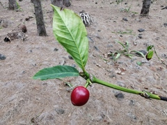Coffea canephora