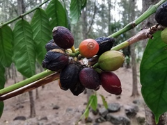 Coffea canephora