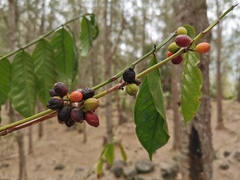Coffea canephora