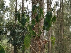 Coffea canephora