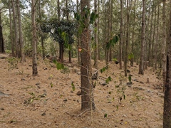 Coffea canephora