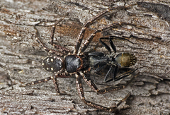 Tharpyna campestrata